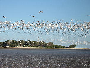 © Bandada de aves en la Reserva Natural Punta Rasa, San Clemente del Tuyú, provincia de Buenos Aires
© Bandada de aves en la Reserva Natural Punta Rasa, San Clemente del Tuyú, provincia de Buenos Aires