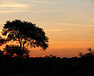 Bosques en Chaco