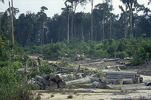  / &copy;: 20% de las emisiones globales de los gases de efecto invernadero provienen de la deforestación y la degradación de bosques
