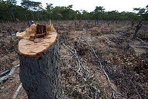  / &copy;: Alrededor de 13 millones de hectáreas de bosques nativos del mundo desaparecen anualmente