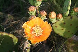 / &copy;: Flora del Refugio de Vida Silvestre Las Dos Hermanas en Córdoba