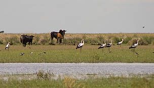 © Como gran parte de estas tierras están en manos privadas, los productores ganaderos tienen un papel clave en su uso sustentable y conservación
© Como gran parte de estas tierras están en manos privadas, los productores ganaderos tienen un papel clave en su uso sustentable y conservación