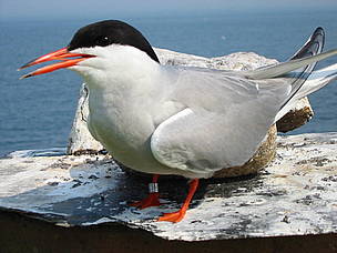 / ©: Gaviotín Sudamericano en la Bahía de Samborombón, provincia de Buenos Aires / ©: Gaviotín Sudamericano en la Bahía de Samborombón, provincia de Buenos Aires