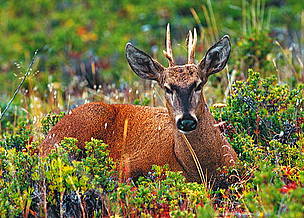 / ©: El Huemul habita en la Cordillera de los Andes y está en peligro de extinción / ©: El Huemul habita en la Cordillera de los Andes y está en peligro de extinción