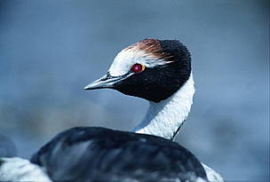 / ©: Macá Tobiano, habita en el sur de nuestro país y está en peligro de extinción / ©: Macá Tobiano, habita en el sur de nuestro país y está en peligro de extinción