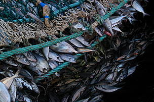 / &copy;: La pesca es una de las principales actividades económicas de nuestro país