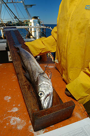  / &copy;: La sobreexplotación y la pesca de juveniles puso en riesgo a la merluza.