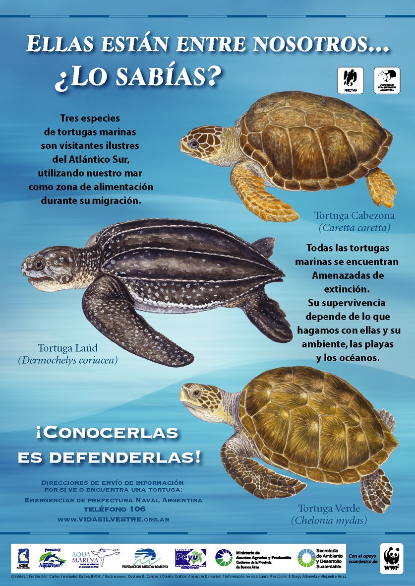 INFORMACION DE TORTUGAS informacion de tortugas: