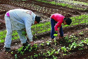  / &copy;: Instalamos huertas comunitarias en Misiones junto con 5 comunidades guaraníes