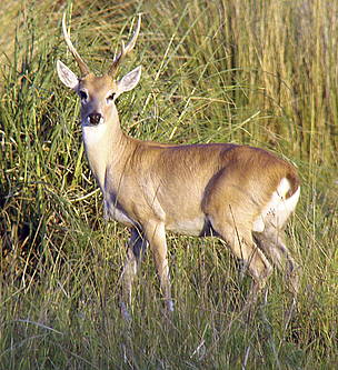 / ©: El venado de las pampas está en peligro de extinción / ©: El venado de las pampas está en peligro de extinción