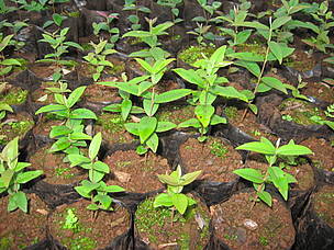 / ©: Vivero de especies nativas en la Reserva Vida Silvestre de Uruguaí, Misiones / ©: Vivero de especies nativas en la Reserva Vida Silvestre de Uruguaí, Misiones